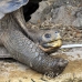 tortoise_galapagos_pa_h_0126_ecu2166.jpg